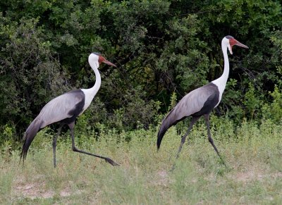 Wattled Cranes.