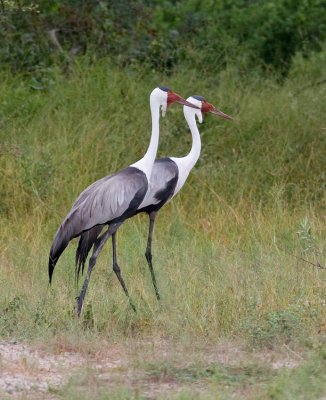 Wattled Cranes - This is a highly endangered species