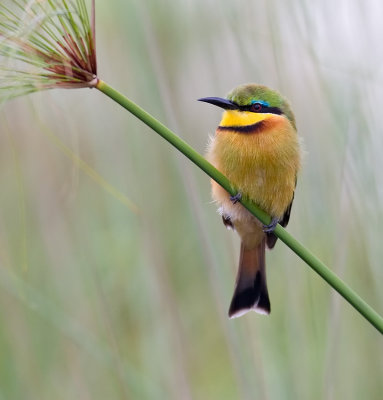Little Bee-Eater On Papyrus Taken From Boat