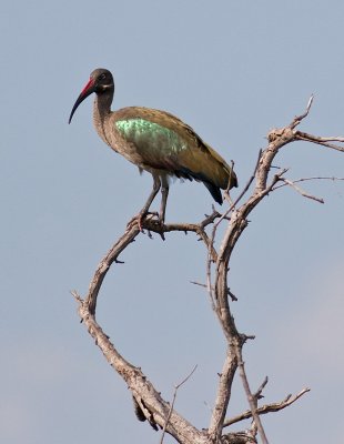 Hadeda Ibis