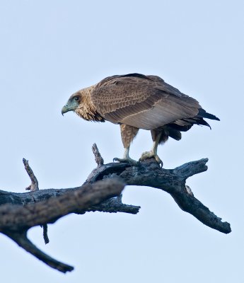 Juvenile Bateleur Eagle?