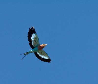 Lilac Breasted Roller In Flight