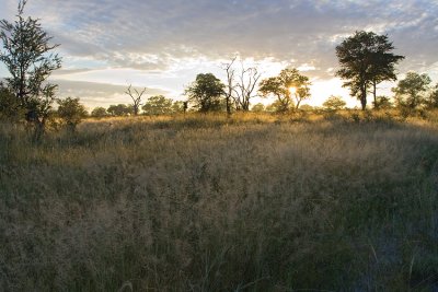 Morning Landscape