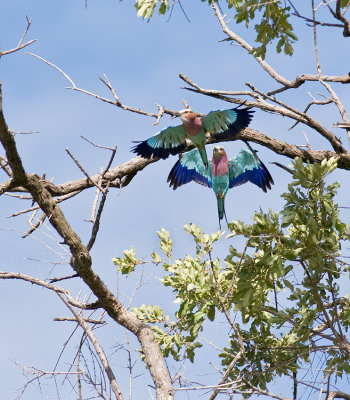 Lilac Breasted Roller Pair