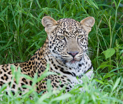 Leopard...he had just been munching on a leopard tortoise.