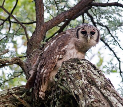 Giant Eagle Owl