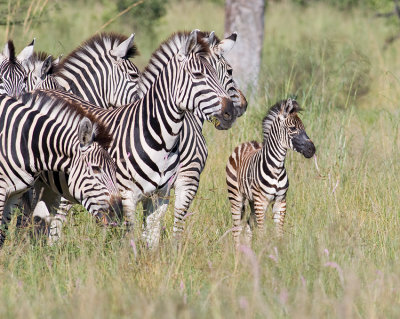 Zebras with young