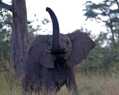 Elephant giving us a warning charge