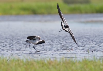 Blacksmith Plover Duo