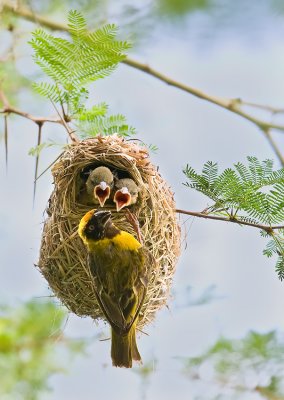 Lesser Masked Weaver Nest