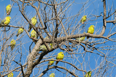 African Green Pigeons