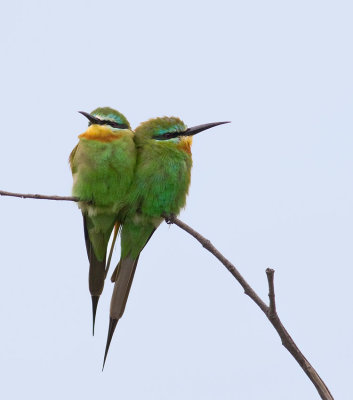 Bee-Eater Couple