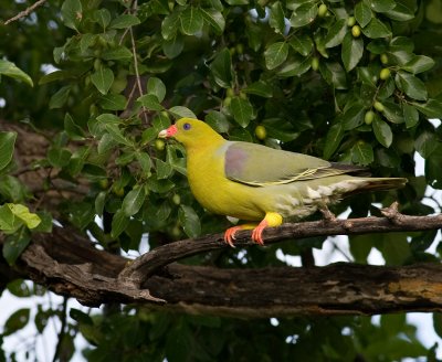 African Green Pigeon