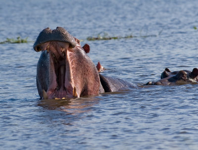 Hippo Wide Open