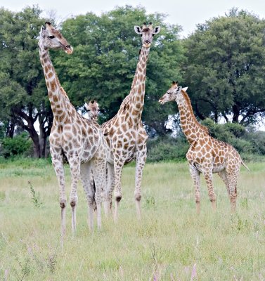 Giraffe Family