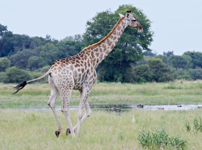 Giraffe on the run