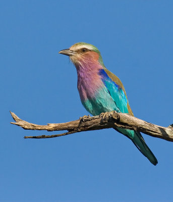 The incomparable Lilac Breasted Roller