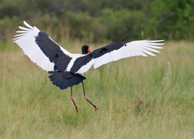 Saddle Billed Stork-Touchdown