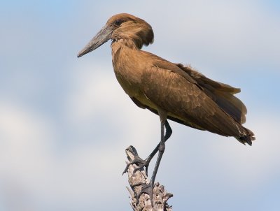 Hamerkop