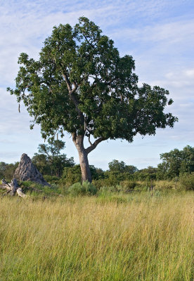 Sausage Tree