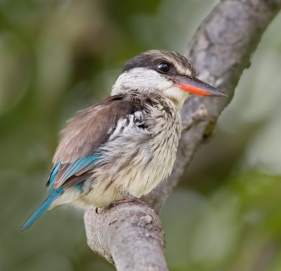 Striped Kingfisher