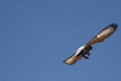 Somersault Pigeons