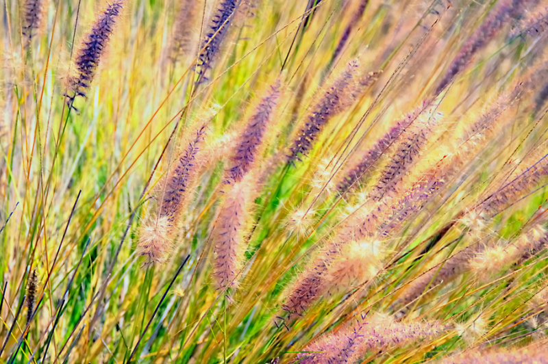 Field of Grass