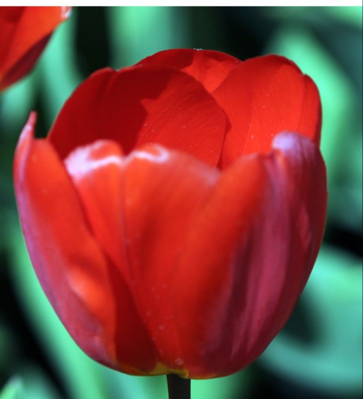 Tulip
