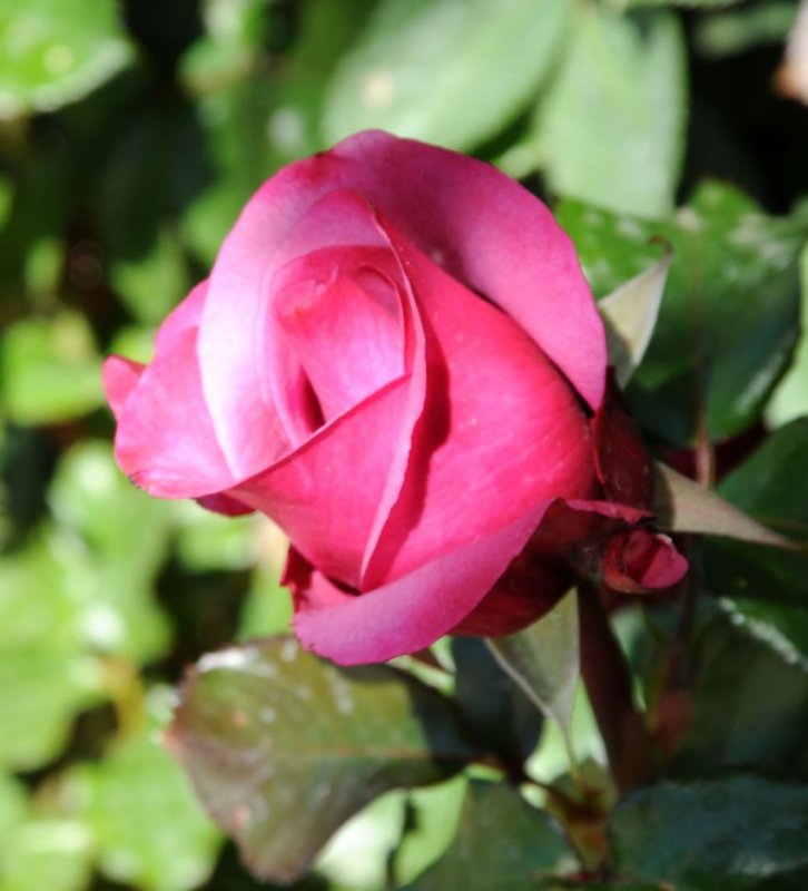 Pink Delight