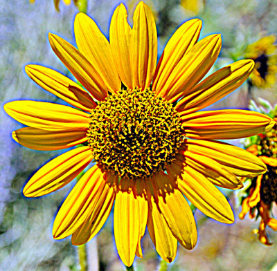 4857 Sunflower