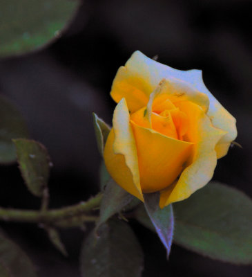 little yellow Rose