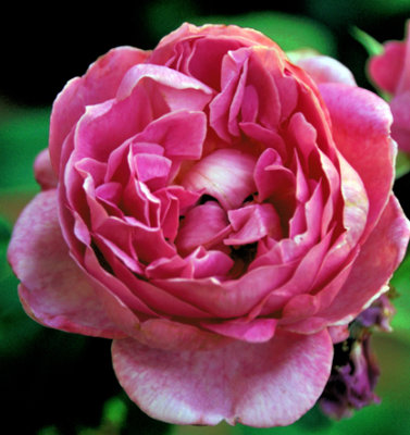 4935 Pink Rose