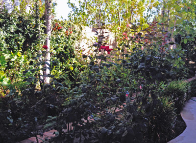 Part of the back yard  rose bed