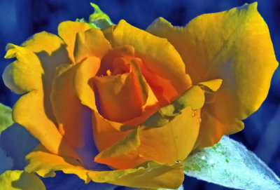 5099 yellow rose.