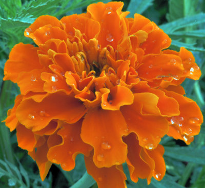 5260 orange Zinnia