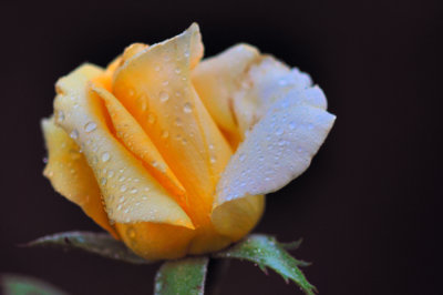 5327 yellow rose