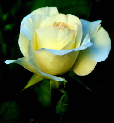 5350 White Rose