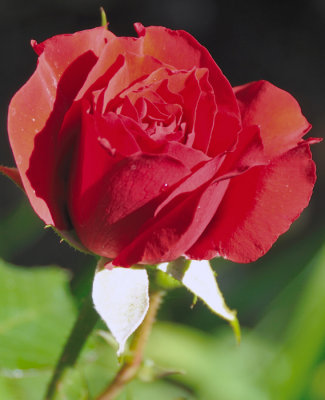 5329 Red Rose