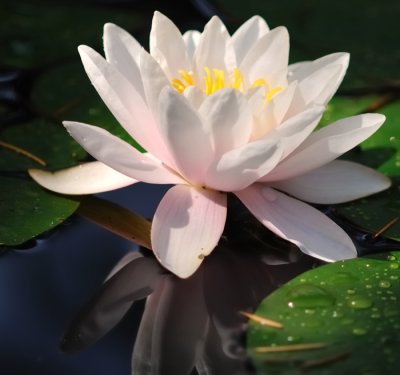5749 White Water Lily