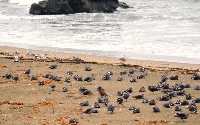 6079  Sea Gulls