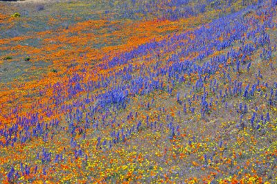 DSC_21750.jpg