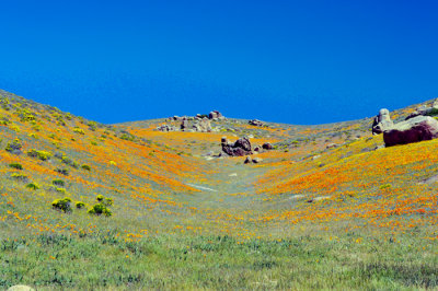 DSC_21784.jpg