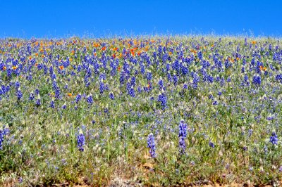 DSC_21797.jpg