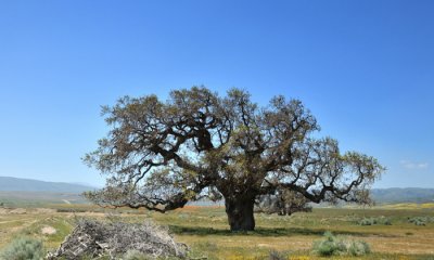 DSC_21943 California Oak.jpg