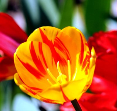 Tulip & Bug