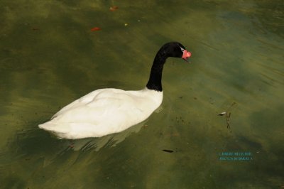 Black Neck Swan