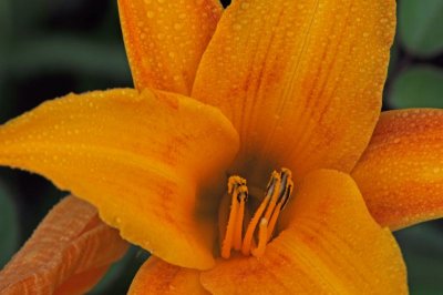 2638 Day Lily