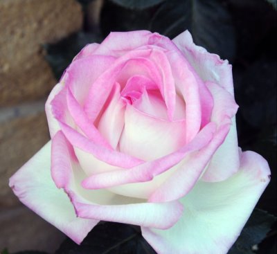 1782 pink rose