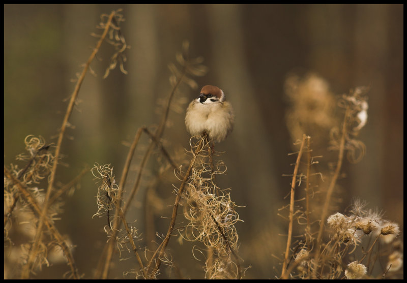 Eurasian Tree Sparrow - ngermanland - 07