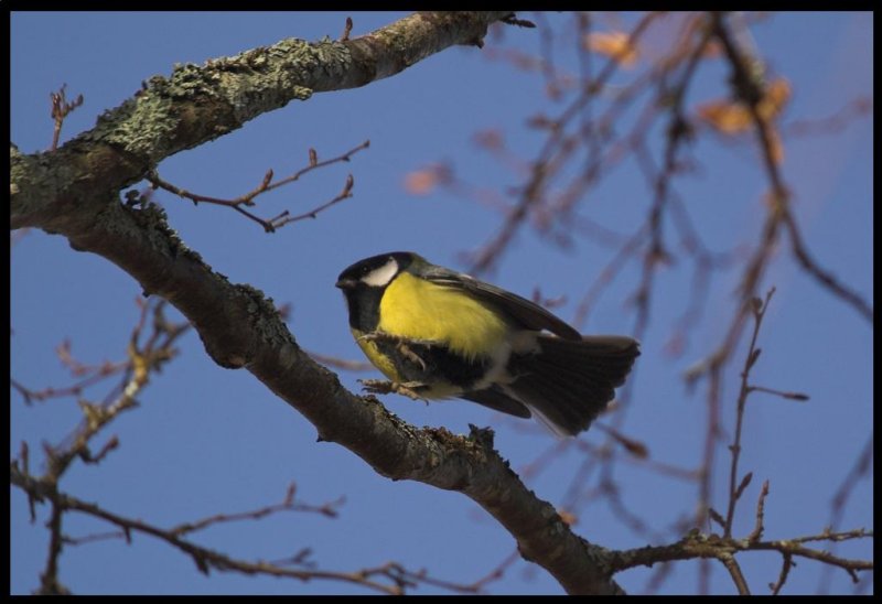 angry Great Tit 2 - ngermanland 07.JPG